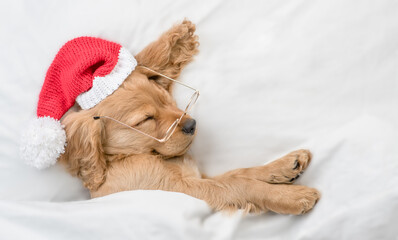 Funny English Cocker spaniel puppy wearing red santa hat sleeps under white blanket at home. Top down view
