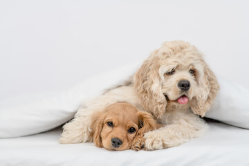 Friendly American Cocker spaniel puppy hugs English Cocker spaniel puppy under white warm blanket on a bed at home