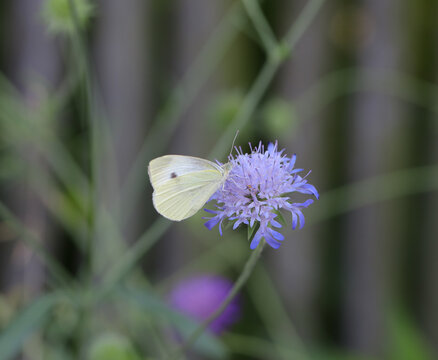Motyl bielinek na kwiatku, zdjęcie macro z bliska