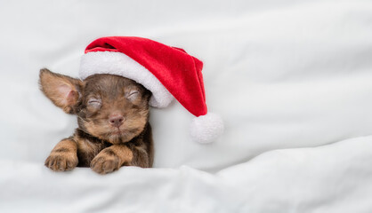 Cozy Dachshund puppy wearing red santa hat sleeps on a bed under white blanket at home. Top down...