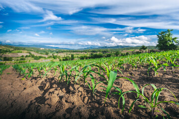 Fototapeta na wymiar Young corn field with blue sky background.