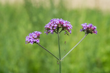 Obraz premium Verbena bonariensis flowers close up. Purpletop Vervain. Beautiful blooming purple Verbena bonariensis.