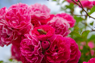 Rose bush. The bee collects nectar.