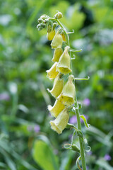 Closeup Digitalis grandiflora known as yellow foxglove with blurred background in forest. Medicinal...