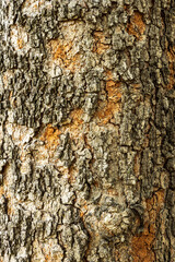 Close-up of the decaying bark texture background of a large tree.