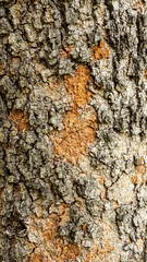 Close-up of the decaying bark texture background of a large tree.