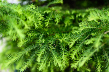 Pine branches at spring. Selective focus. Shallow depth of field.