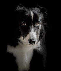 Studio shot of a border collie looking at camera with black background