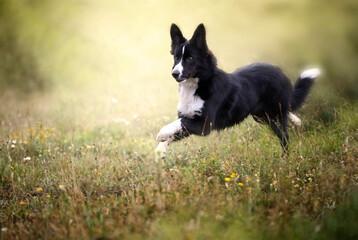 Border collie running and jumping in the field - obrazy, fototapety, plakaty