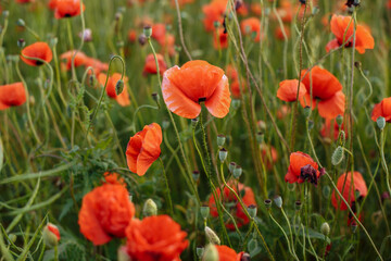 a field of poppies against the backdrop of a sunset