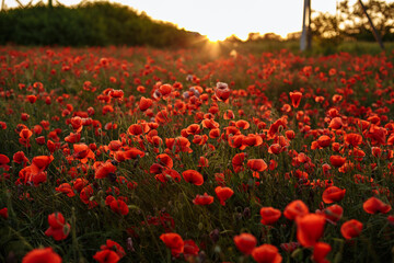 Fototapeta na wymiar a field of poppies against the backdrop of a sunset