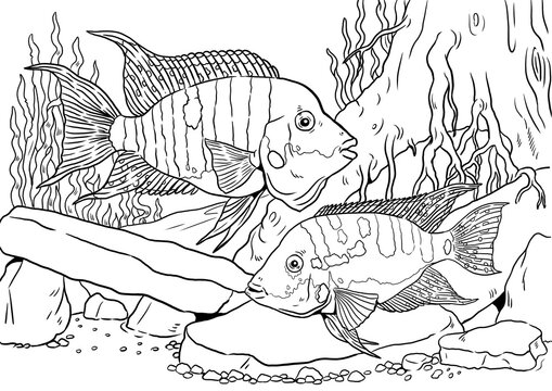 Aquarium with Firemouth cichlid for coloring. Colorful fish templates. Coloring book for children and adults.	