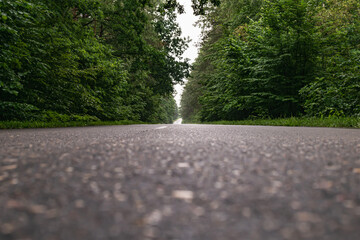 Paved road in a green forest