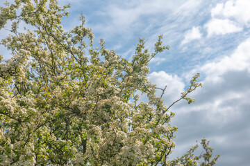 Background image of blossoming apple tree in spring with blue sky, taken with copy space 