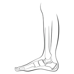 Bones of the foot and shin of the human leg. Orthopedic diagnostics. Line art graphic style on white isolated background