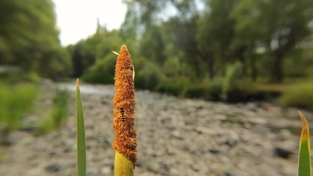 Hoverfly standing on a reed flower then standing on an exotic vet 's finger.
This insect, also called flower fly or syrphid fly.
This plant called ortak cattail (Typha Latifolia)
Wild nature, wildlife