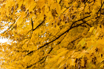 Fall, autumn, leaves background. A tree branch with autumn leaves on a blurred background. Landscape in autumn season