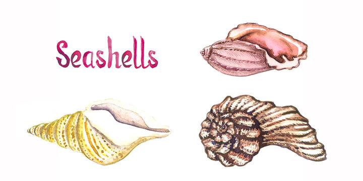Seashells collection set, isolated on white watercolor illustration with handwritten inscription