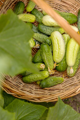 Raw fresh real organic green and white cucumbers in the wicker basket  in the garden
