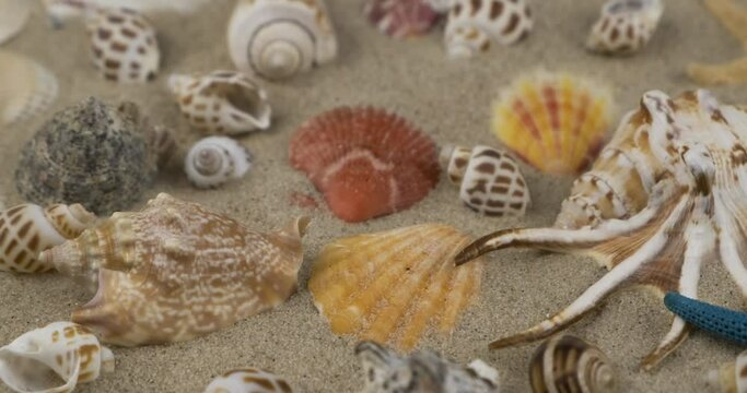 Beautiful panorama of seashells and starfishes lying on the sand. Close-up. Seashells and starfish with sand as background. Summer beach.