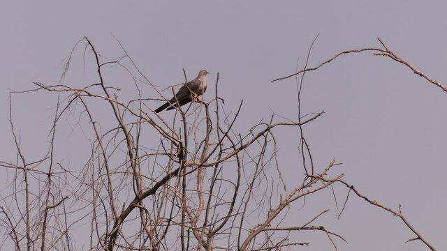 The common cuckoo (Cuculus canorus) is a typical bird of the steppe zone of Europe. Dniester delta (South of Ukraine).