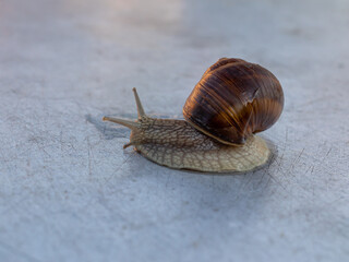 A curious snail on a gray neutral background with a place for information or a slogan