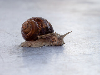 A curious snail on a gray neutral background with a place for information or a slogan