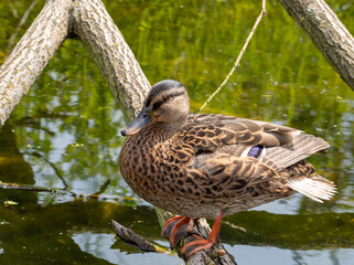 Wild duck swims in the pond. close up.