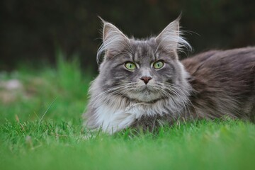 Naklejka na ściany i meble Portrait of Maine Coon Cat in the Garden. Adorable Blue Tabby Longhair Feline Animal with Green Eyes Lying Outside in Grass.