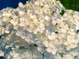 Hydrangea bush, in the middle of flowering, white flowers