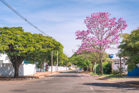 Urban view of a neighborhood street of a brazilian city. Residences, big pink ipe tree on the sidewalk. Campo Grande city, MS - Brazil. Vila Margarida neighborhood.