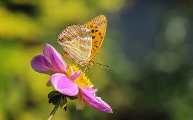 Dostojka malinowiec © Gabriela