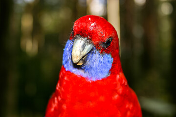 Bright red Australian native Rosella bird looking curiously at the camera lens