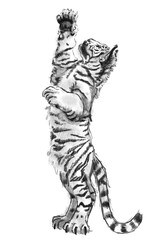 Tiger drawing illustration
