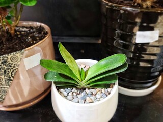 Mini cactus in pottery
