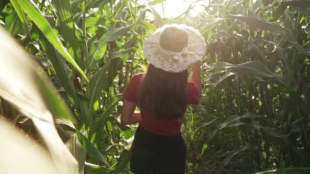 A tourist in a hat walks through a dense corn field with sunny highlights Enjoy the countryside and rural corn plantations while exploring new places in the summer. slow motion