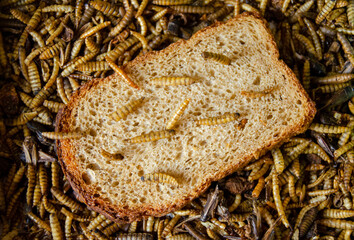Worms on a piece of bread