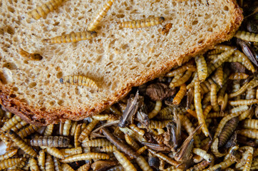 Worms on a piece of bread