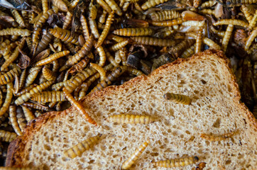 Worms on a piece of bread