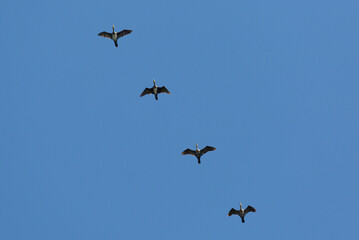 A flock of cormorants against the blue sky
