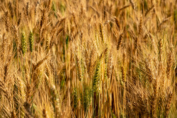 Wheat meadow. Ripe Gold Barley field in summer. Nature organic Yellow rye plant Growing to harvest.