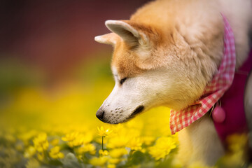 Akita inu dog sniffing a flower