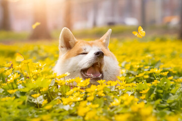 Happy akita inu dog with butterfly in sping flowers