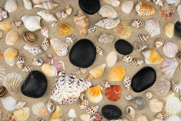 Beautiful beach background. Black stones and seashells lying on the sand.