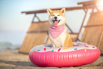 Akita inu dog with swimming circle on the beach 