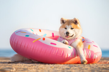 Akita inu dog with swimming circle on the beach 
