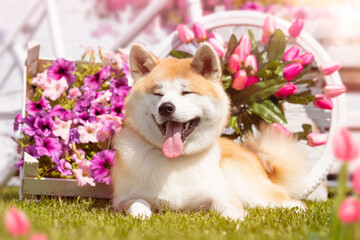 Akita inu dog on flower festival