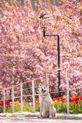 Akita inu dog under the sakura © Hitomi