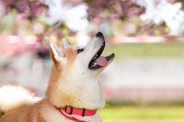 Happy akita inu dog under the sakura 