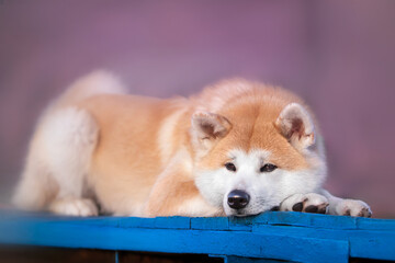 Akita inu dog is resting on the bench 